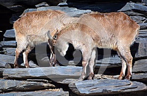 Tahrs are a species of large Asian artiodactyl ungulates