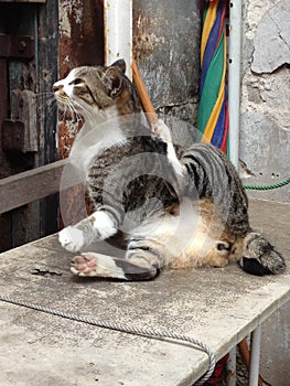 Tai O Cat