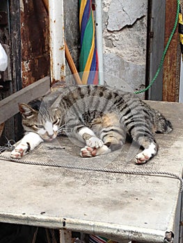 Tai O Cat