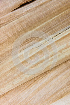 Taiga birch wood grain texture pattern background