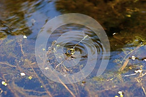 Taiga Bluet Damselflies Deposit Eggs  703451