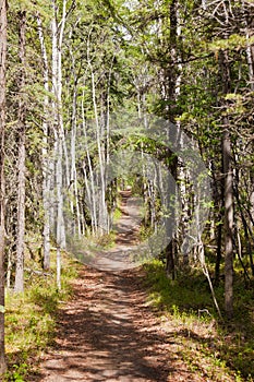 Taiga boreal forest summer trail aspen trees