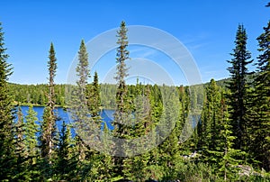 Taiga fir in forest near blue lake