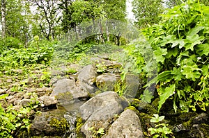 Taiga forest stream creek
