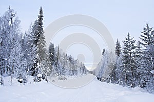 Taiga, Kuusamo, Finland photo