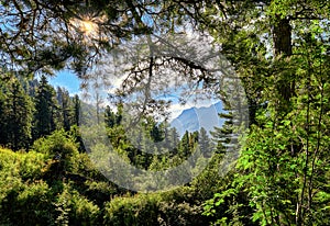 Taiga landscape