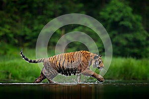 Taiga nature. Tiger walking in lake water. Dangerous animal, tajga, Russia. Animal in green forest stream. Green grass, river photo
