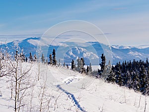 Taiga snowshoe path winter landscape Yukon Canada