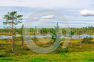 Taiga swampTaiga forest landscape. A terrible impassable swamp. Oil and peat reserves.