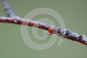 Taiga tick Ixodes persulcatus