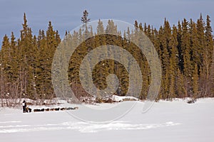 Taiga winter landscape and dogs pull musher sled