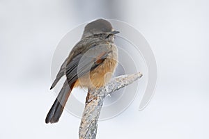 Taigagaai, Siberian Jay, Perisoreus infaustus photo