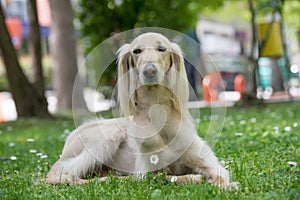 Taigan, Kyrgyz Sighthound sitting on the green grass.