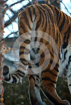 Tail of Amur Siberian tiger is a Panthera tigris tigris