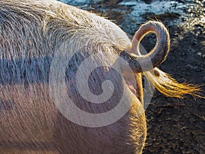 Tail and backside of big pig in a sunlight, close-up
