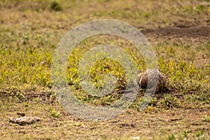 Tail of Badger Digging in Hole