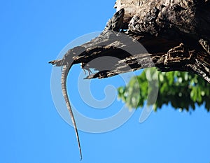 The tail of the black iguana and the blue sky