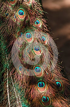 Tail of a blue peacock. feathers peacock background