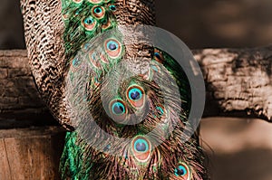 Tail of a blue peacock. feathers peacock background in sunshine
