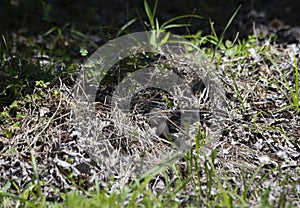 Tail of Broad-Banded Water Snake