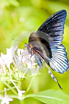 Tail butterfly