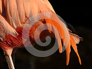 Tail of Caribbean Flamingo