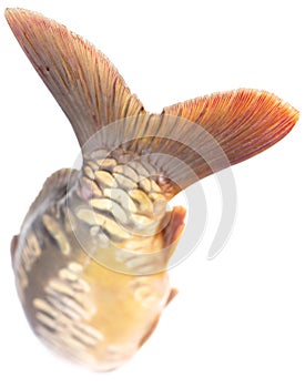 Tail of carp fish isolated on white background