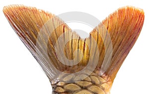 Tail of carp fish isolated on white background