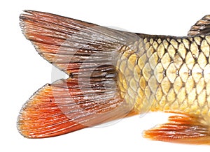 Tail of carp fish isolated on white background