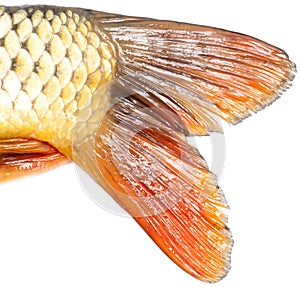 Tail of carp fish isolated on white background