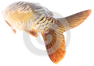 Tail of carp fish isolated on white background