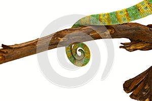 Tail of a chameleon