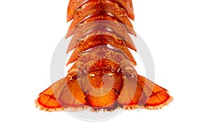 Tail of cooked crayfish closeup on white background