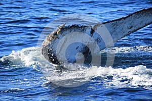 Tail of Deep diving Hump Back Whale Australia