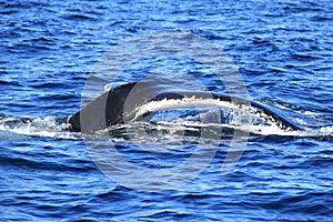 Tail of Deep diving Hump Back Whale Australia