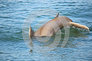 Tail of diving Common bottlenose dolphin