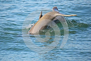 Tail of diving Common bottlenose dolphin