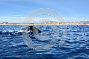 Tail of diving humpback whale, Cabo San Lucas