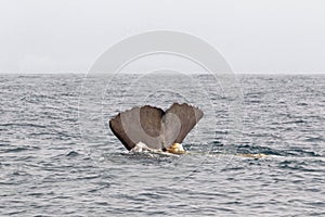 The tail of a diving sperm whale. Kaikoura, South Island. New Zealand