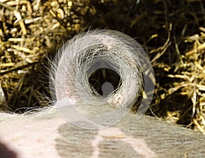 Tail of a domestic pig