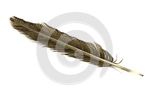 A tail feather of a raptor, eagle