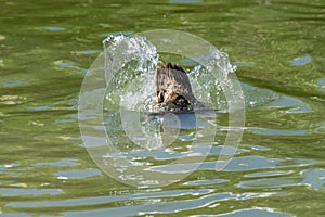 Tail feathers as a duck submerges below the water surface in search of food