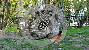 Tail feathers from behind Indian Peafowl. Behind the display, male Indian Peafowl peacock bird, Pavo cristatus, with full display