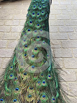 Tail feathers of a green peacock in closeup