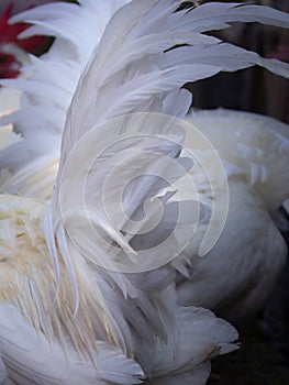 Tail Feathers White Bantams