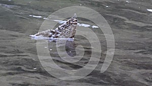 Tail fin of dead pacific northwest salmon rising above river water