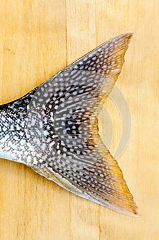 Tail fin of Lake Trout (Salvelinus namaycush)