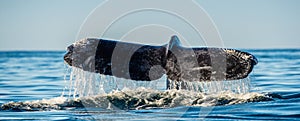 Tail fin of the mighty humpback whale above  surface of the ocean. Scientific name: Megaptera novaeangliae. Natural habitat.