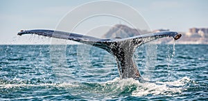 Tail fin of the mighty humpback whale above  surface of the ocean. Scientific name: Megaptera novaeangliae. Natural habitat.