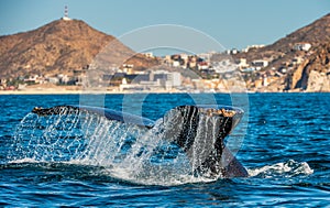 Tail fin of the mighty humpback whale above  surface of the ocean. Scientific name: Megaptera novaeangliae. Natural habitat.